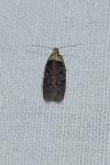 Agonopterix conterminella