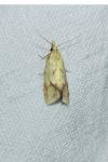 Agapeta hamana