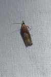 Eucosma conterminana