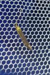 Coleophora