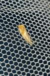 Epinotia cruciana