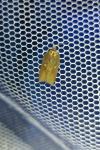 Acleris