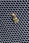 Oegoconia