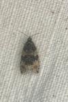 Orthotaenia undulana