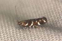 Vulcaniella grabowiella