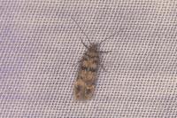 Bryotropha