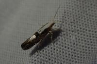 Argyresthia spinosella
