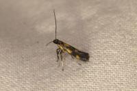 Euspilapteryx auroguttella