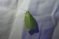Tortrix viridana