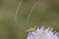 Nemophora metallica