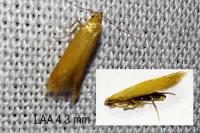 Tischeria ekebladella