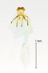 Tischeria ekebladella