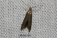 Coleophora serratella