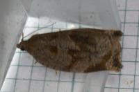 Archips crataegana