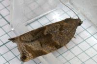 Archips crataegana