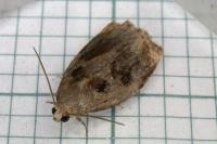Archips crataegana