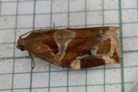 Archips xylosteana