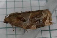 Archips xylosteana