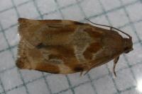 Archips xylosteana