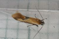 Batia lunaris