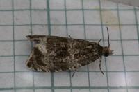 Celypha lacunana