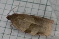 Choristoneura hebenstreitella