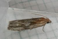 Eucosma gr. cana