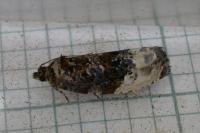 Hedya nubiferana