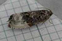 Hedya nubiferana