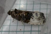 Hedya nubiferana