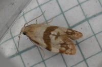 Phalonidia contractana
