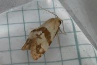 Phalonidia contractana