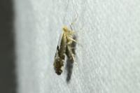 Argyresthia spinosella