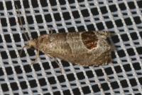 Notocelia uddmanniana