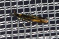 Coleophora