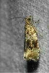 Celypha lacunana
