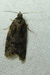 Cnephasia