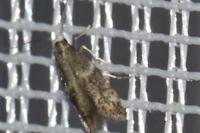 Elachista