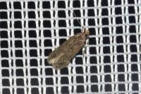 Bryotropha