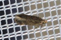 Bryotropha