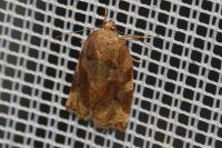 Archips xylosteana