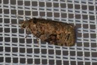 Apotomis semifasciana
