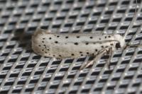 Yponomeuta padella