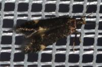 Oxypteryx atrella