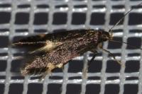 Oxypteryx atrella