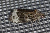 Apotomis capreana