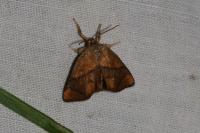 Apoda limacodes