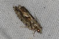 Zeiraphera isertana