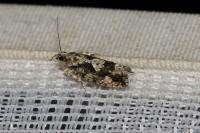Zeiraphera isertana