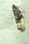 Hedya nubiferana